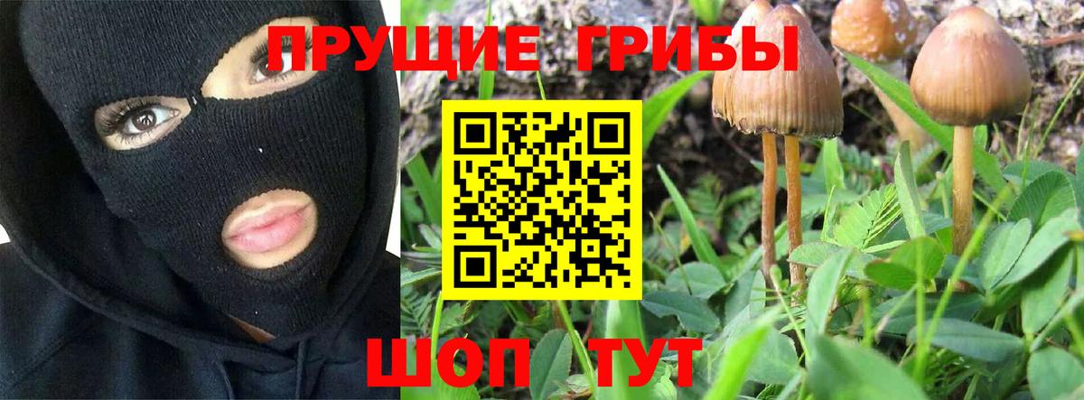 Саратов  Псилоцибиновые грибы Psilocybe  Вход с VPN 